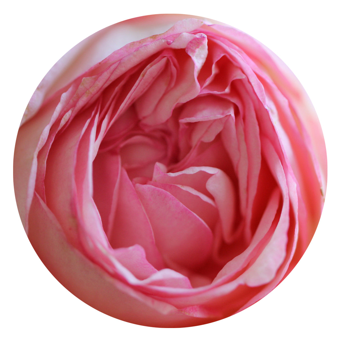 Seeds of Love SUPERFLORA DRY OIL Mini 8ml